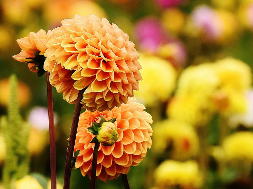 Feria de Ornamentales, Plantas y Flores en América Latina