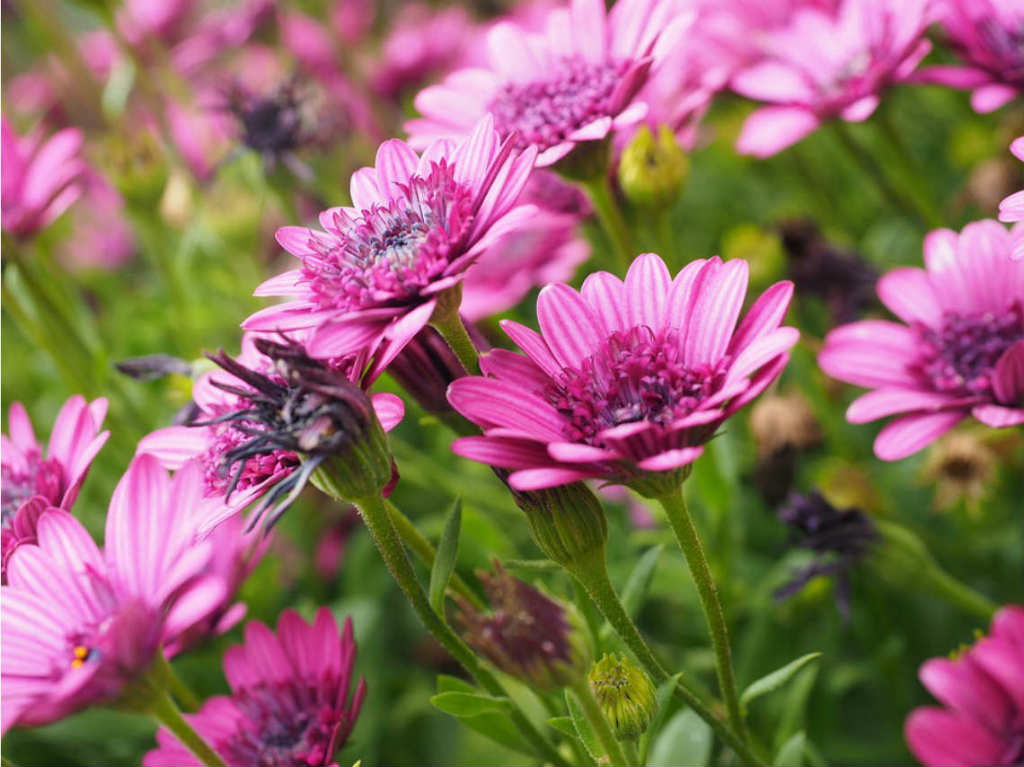 Festival de las Flores con floricultores