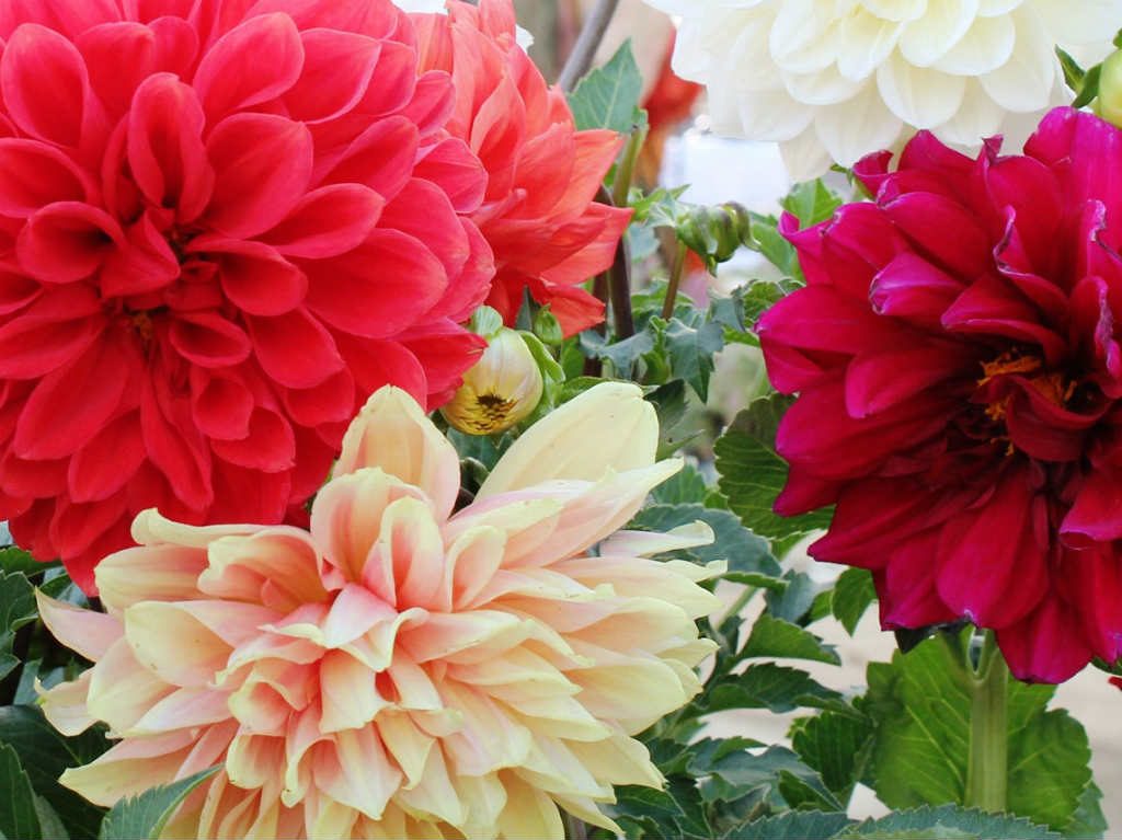 Festival de las Flores de otoño