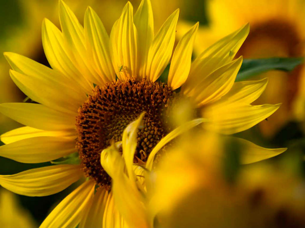 Festival de las Flores girasoles