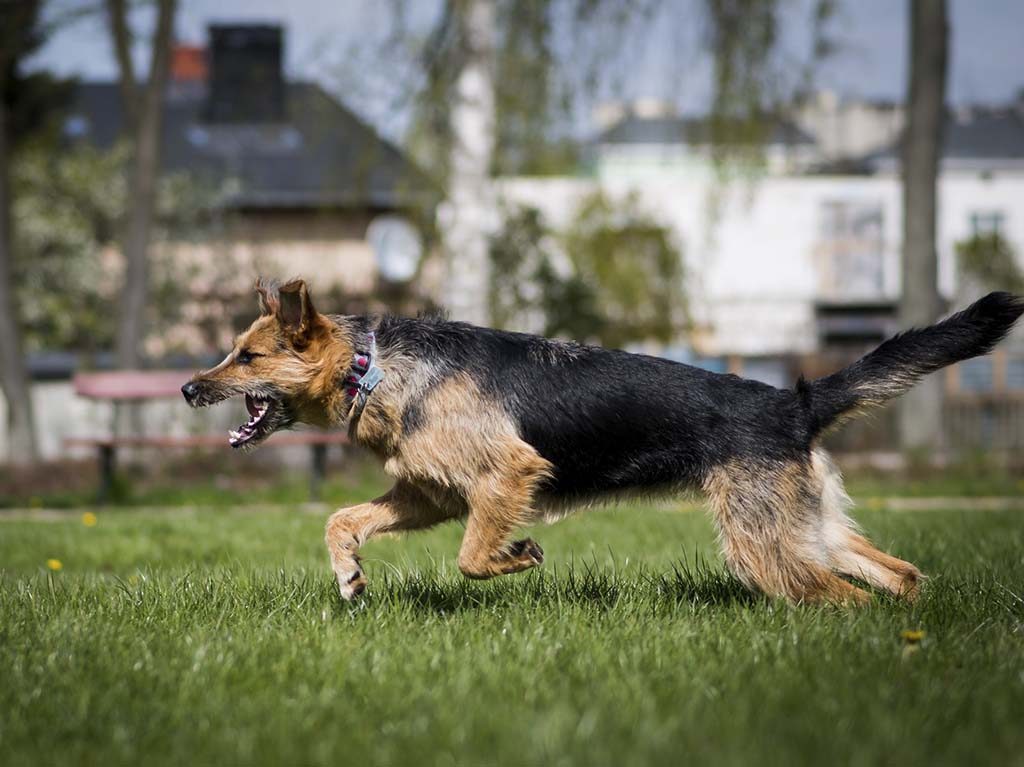 Woofcamp carrera de obstáculos