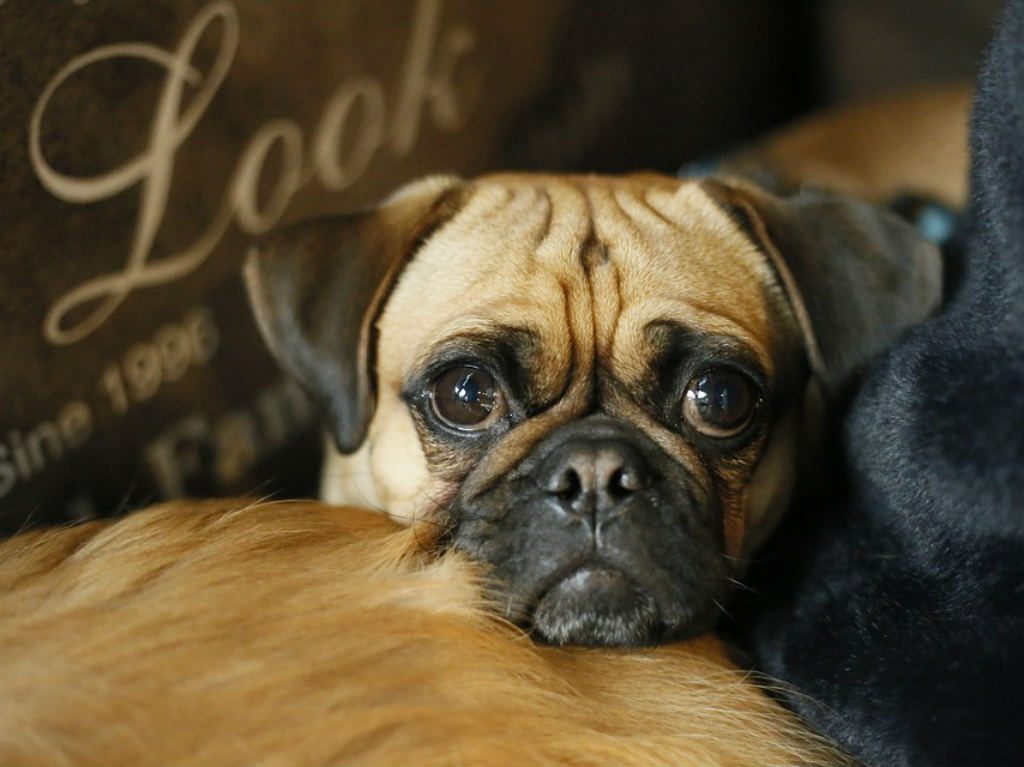 Quinta reunión masiva de Pugs en CDMX