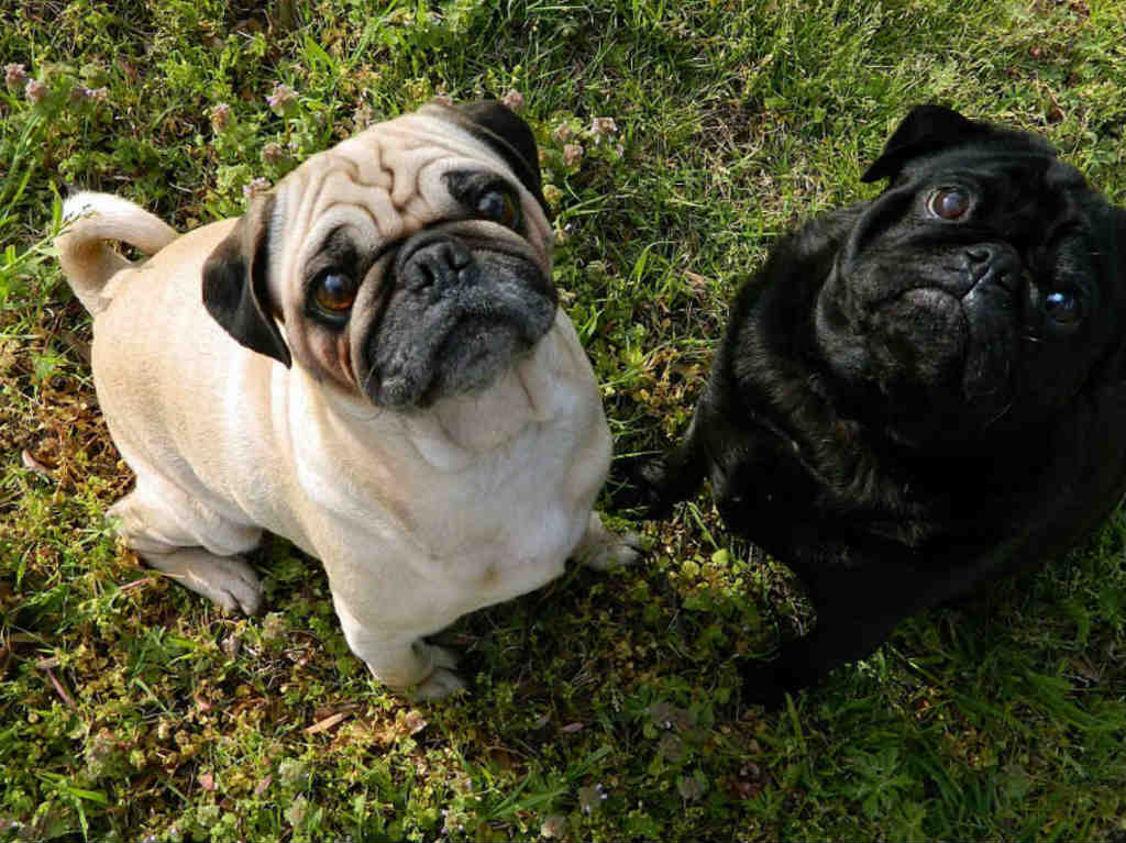 Pugs foto grupal