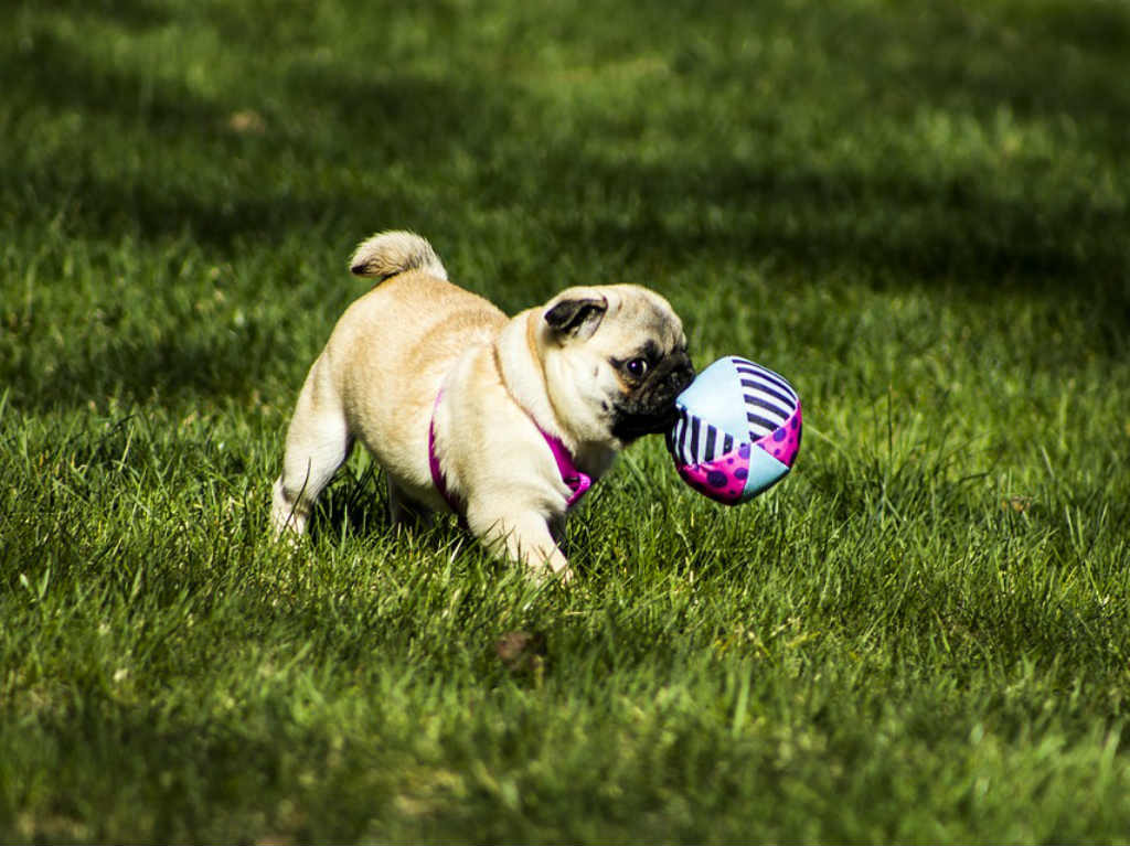 Pugs jugando con pelota