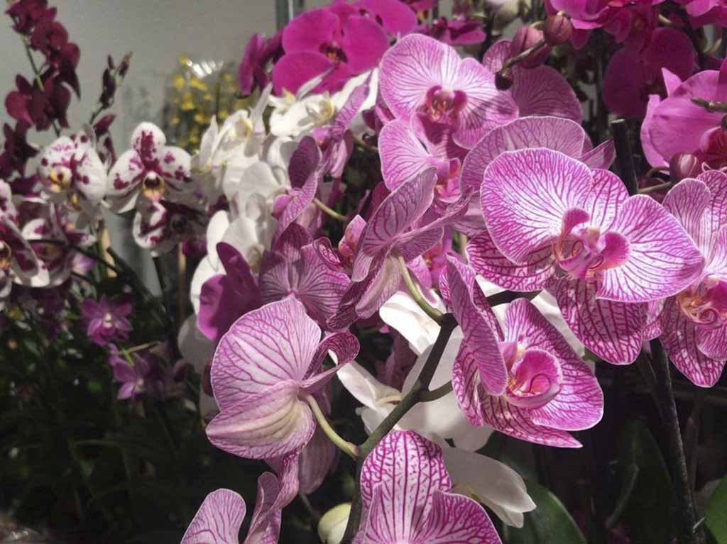 ofrenda de orquídeas franz mayer 