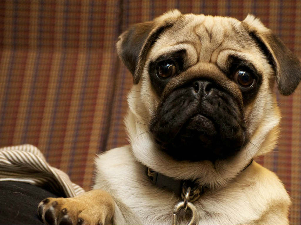 Pugs reunión con concursos y premios