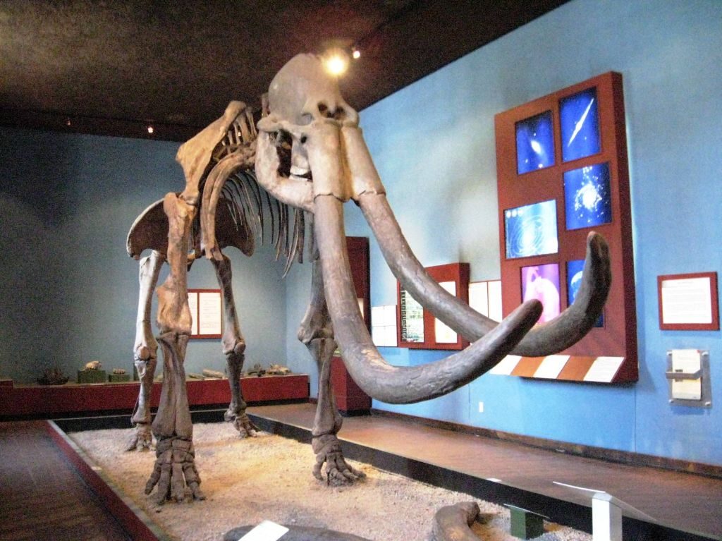 El msueo de paleontología cuenta con varios fósiles