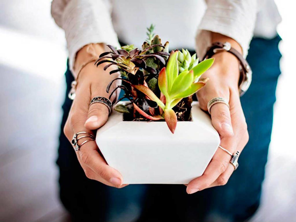 Botánica Juárez plantas casa