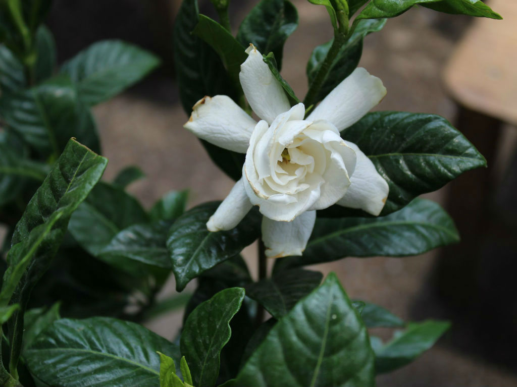 Botánica Juárez plantas y flores