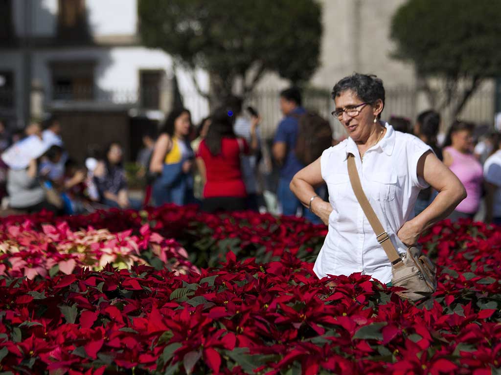 jardin cultural de 2018 en el Zócalo