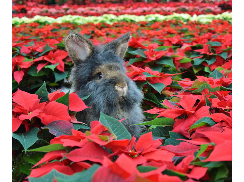 Nochebuenas en Paseo de la Reforma conejo