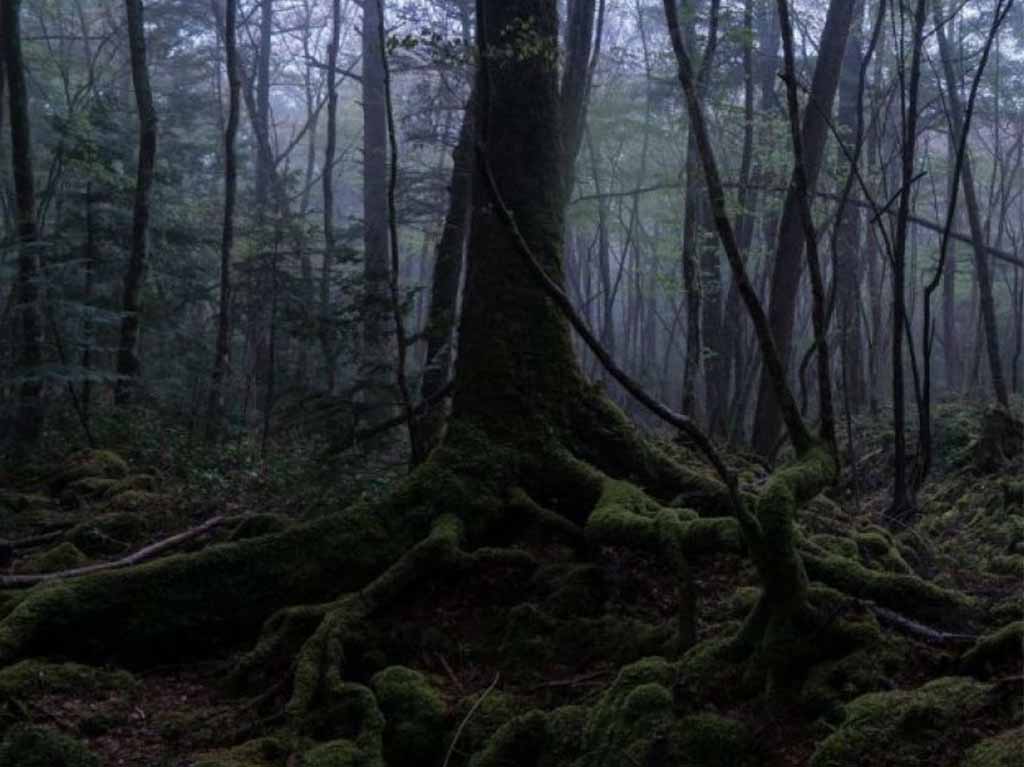 Leyendas de ultratumba: rodada nocturna en Chapultepec