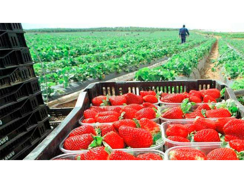 Irapuato, la capital mundial de la fresa