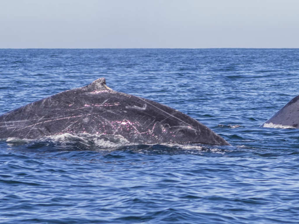 Avistamiento de Ballenas diciembre