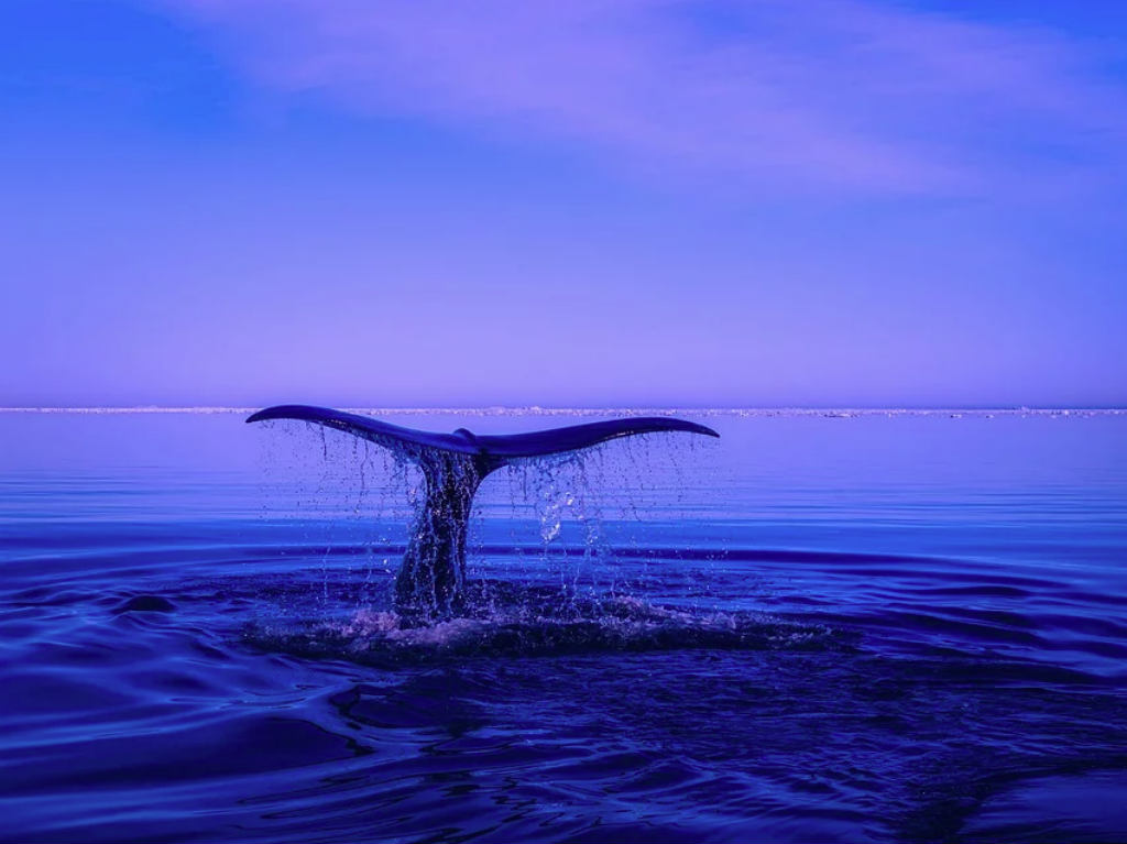 Avistamiento de Ballenas en las playas de Puerto Vallarta