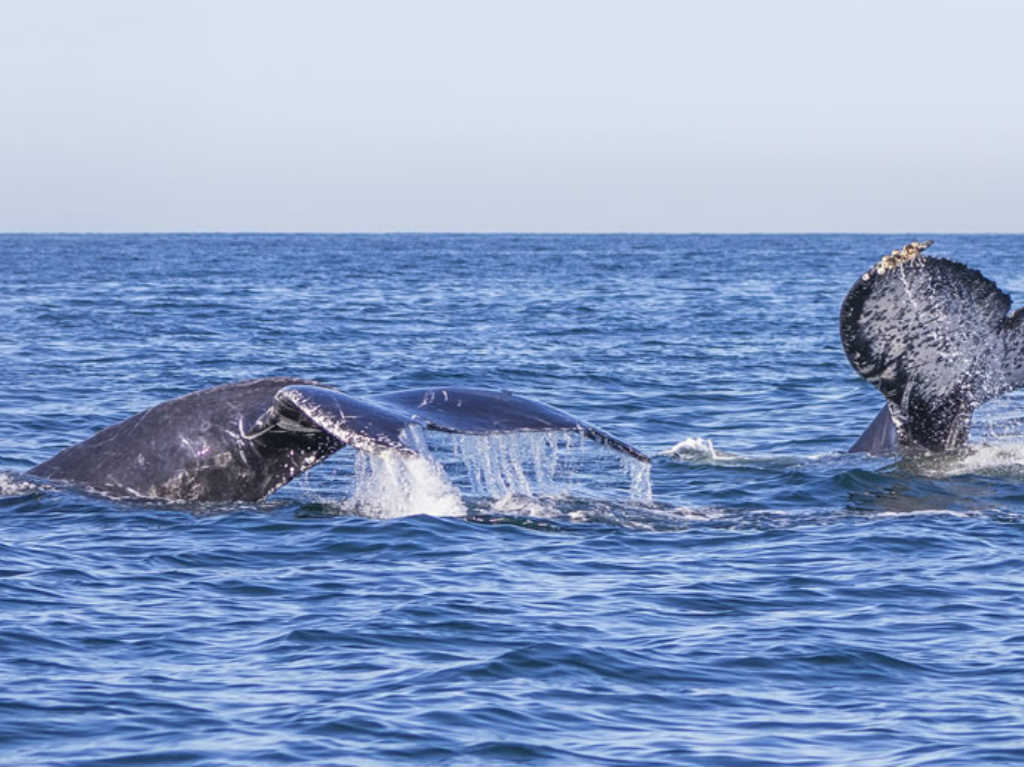 Avistamiento de Ballenas en Vallarta