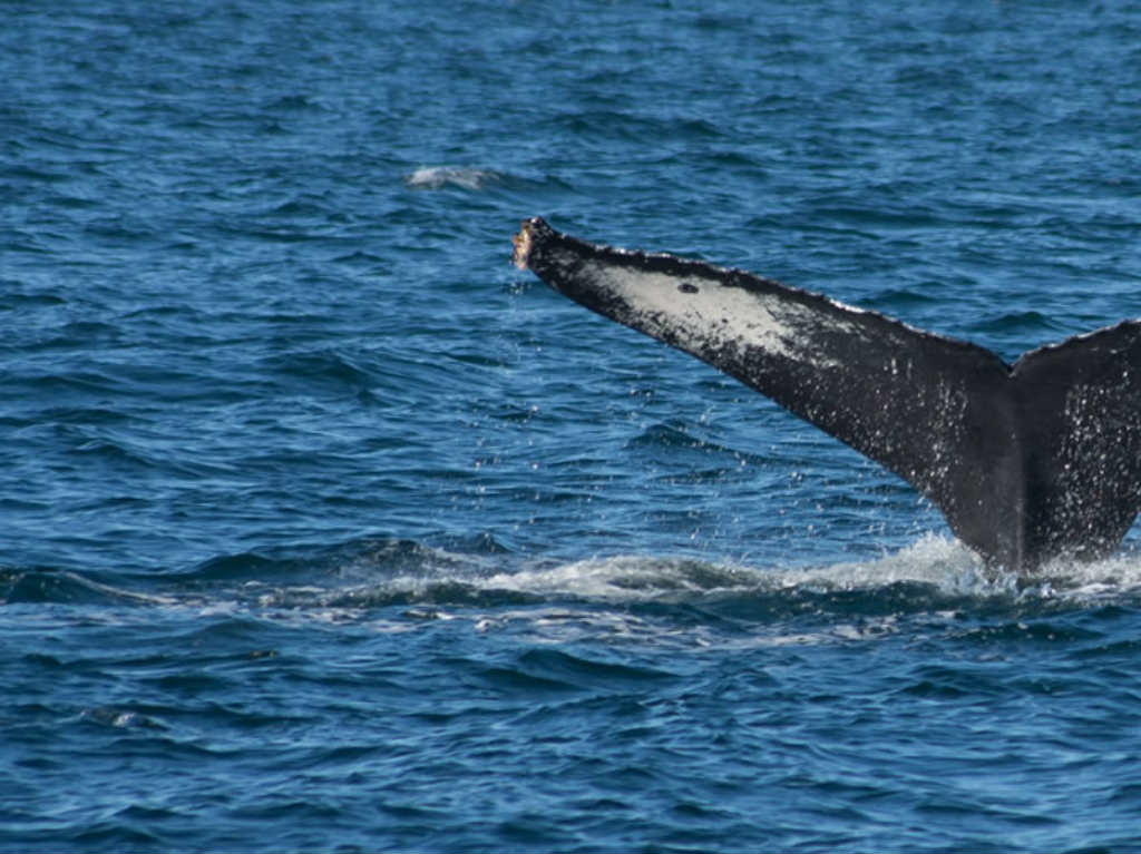 Avistamiento de Ballenas temporada