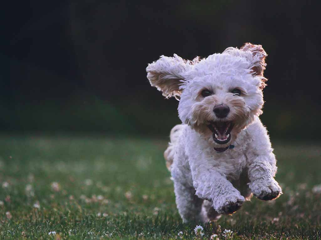 Baile de fin de año para ayudar a perritos rescatados de la calle