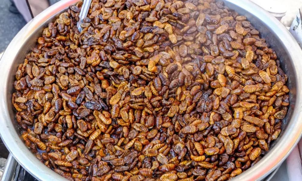 larvas-de-gusanos-de-seda-beondegi