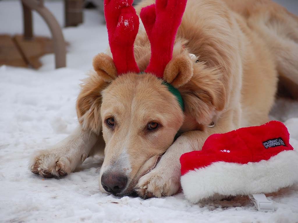 perritos rescatados entregarán cartas a Santa y los Reyes