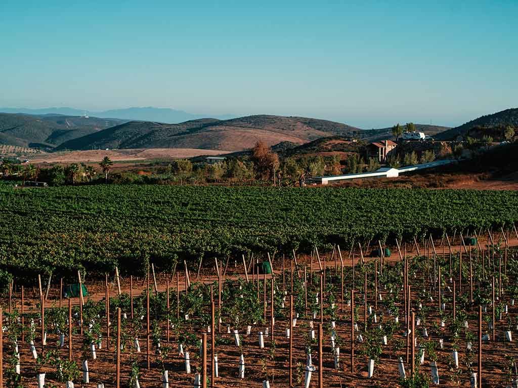 Vinos Ensenada Baja California