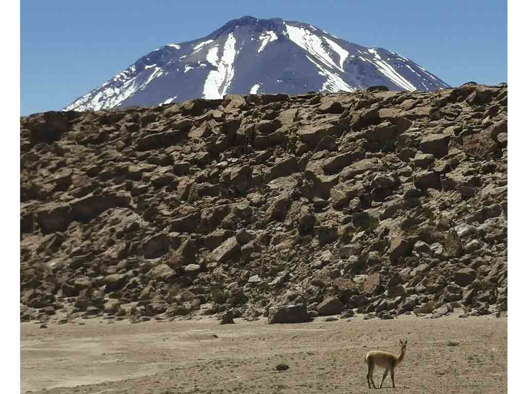 Vicuña en Atacama