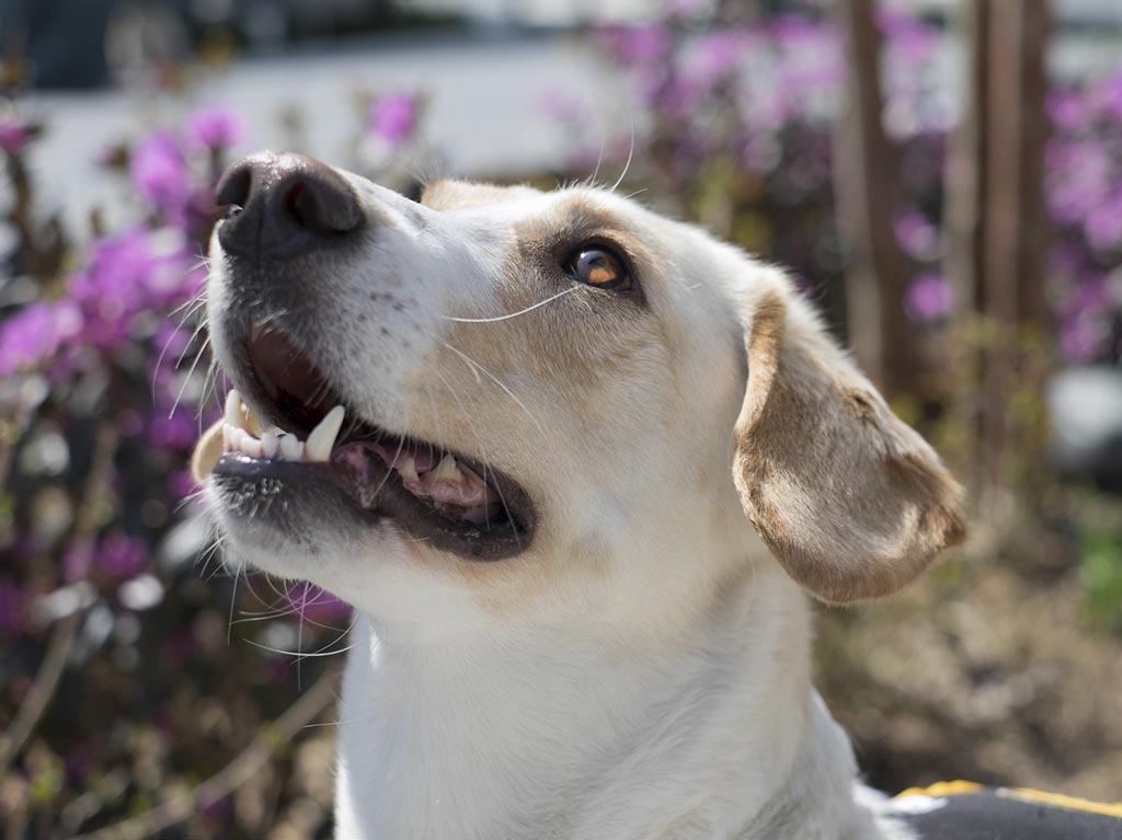 Gobierno de CDMX plantea crear un “Día para mascotas”