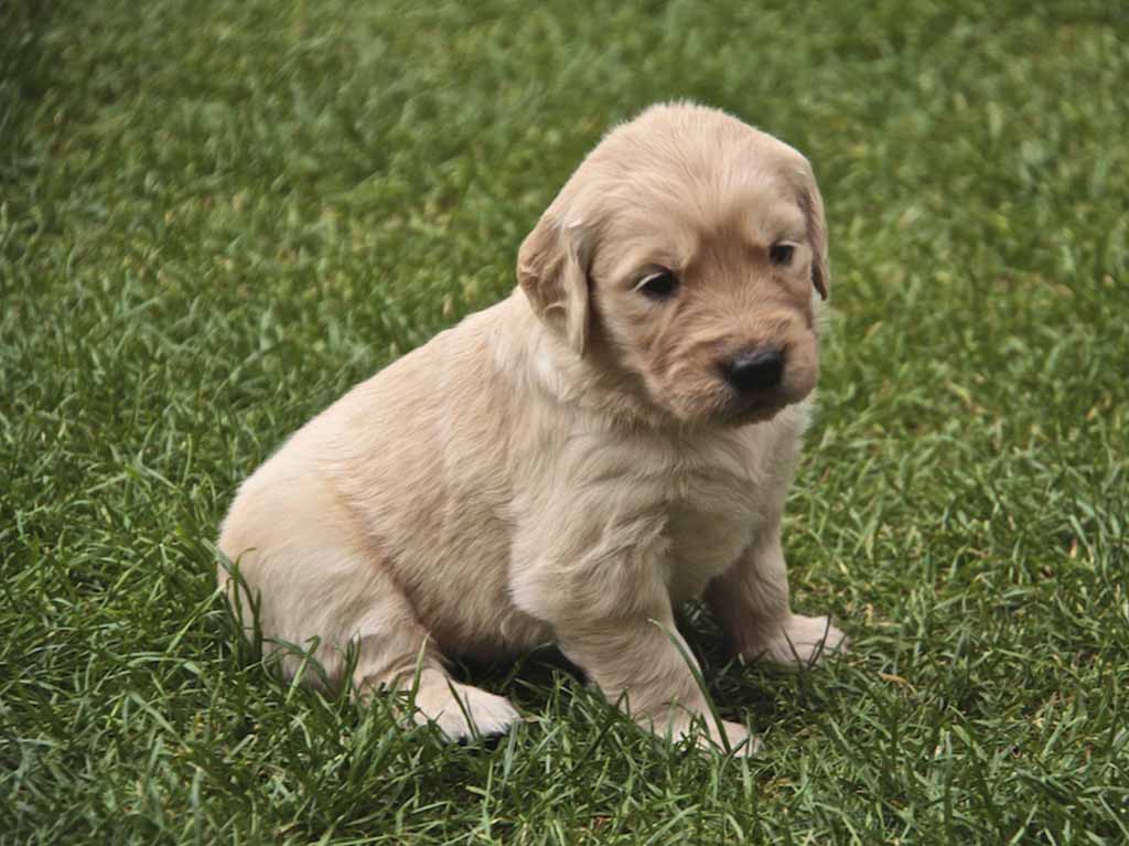 maltrato mascotas