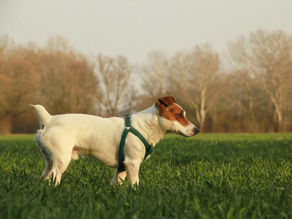 parque para perros en cdmx