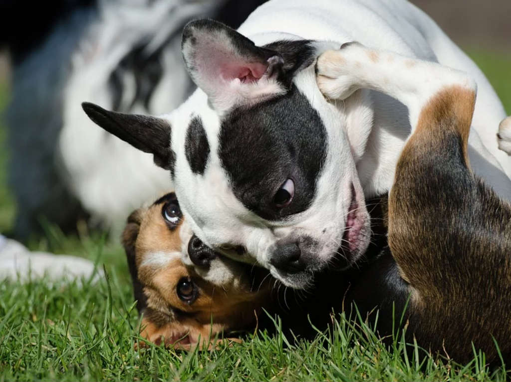 Nuevo parque para perros en San Juan de Aragón