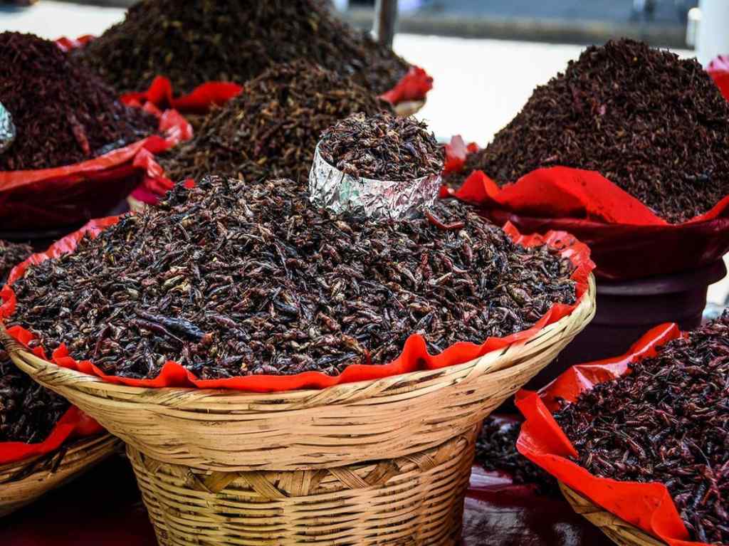 Aprende a hacer tamales con insectos para el Día de la Candelaria 2