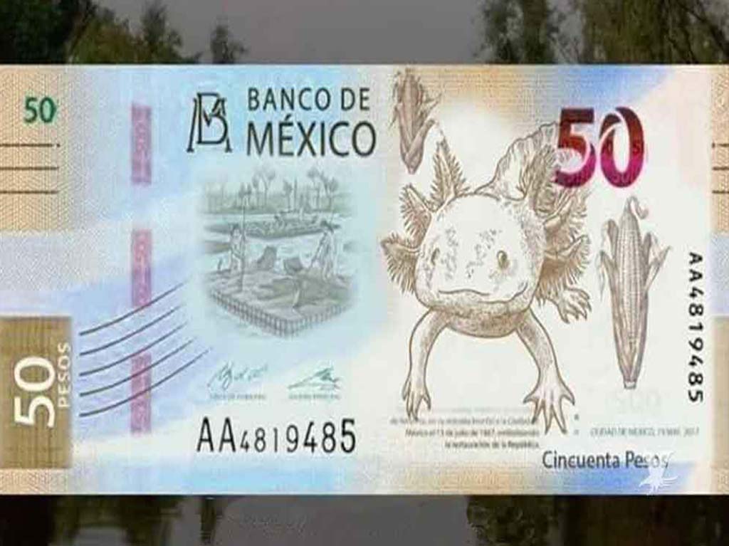 nuevo billete de 50 pesos con ajolote