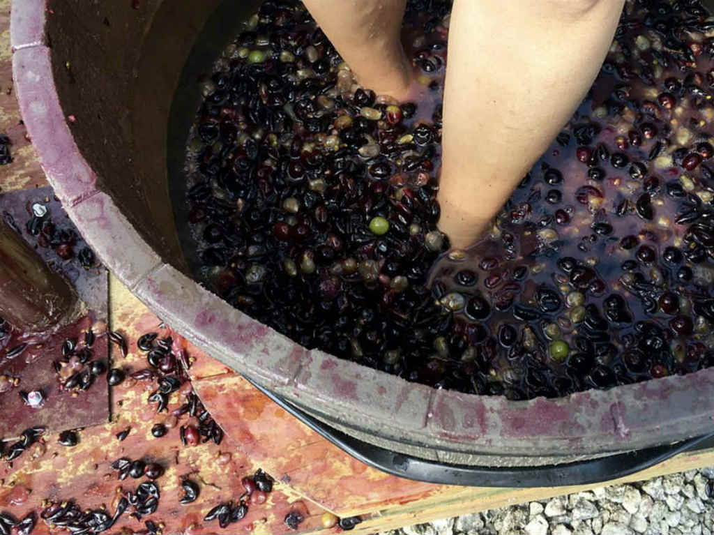 Festival 100 Vinos Mexicanos pisado de uvas