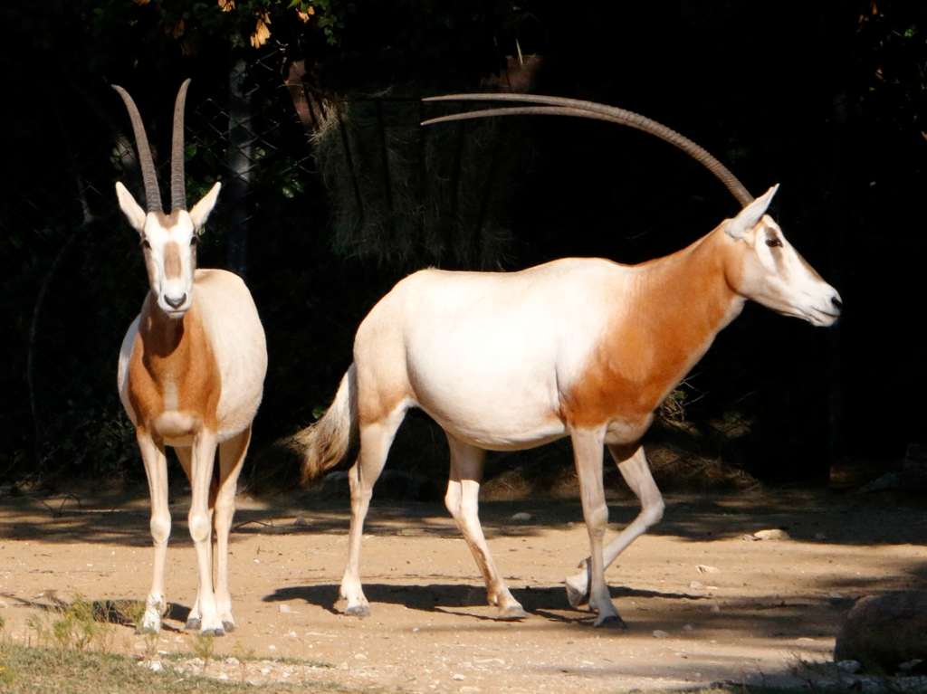 Zoológicos y acuarios en línea para visitar sin salir de casa 5