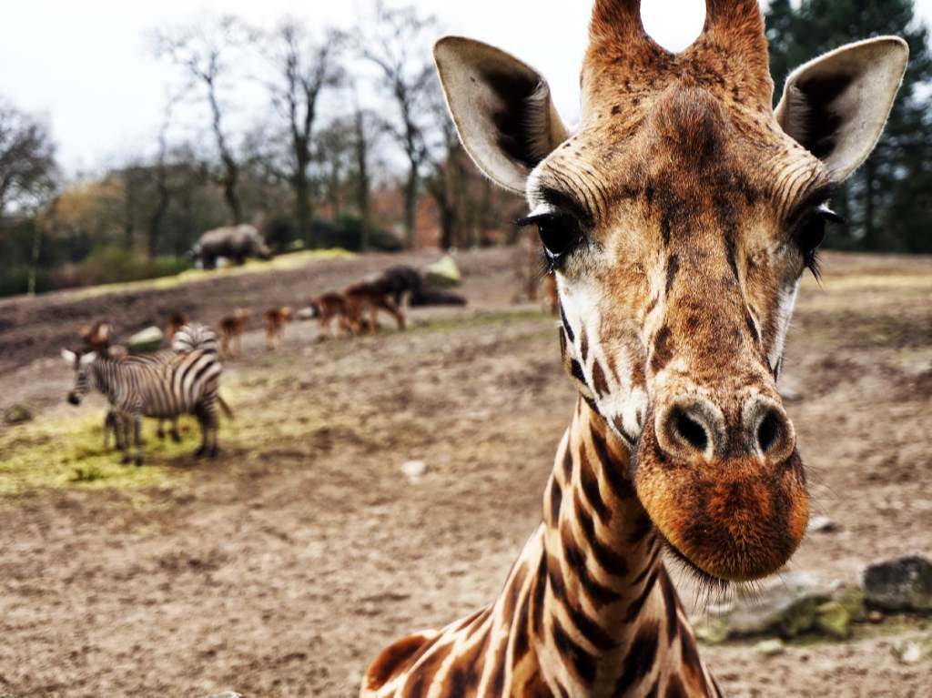 Nace jirafa bebé en el zoológico, ¡ya tiene nombre!