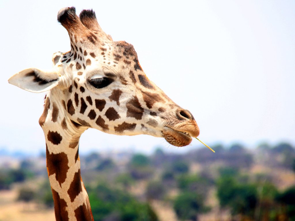 jirafa bebé en el zoológico Chapultepec