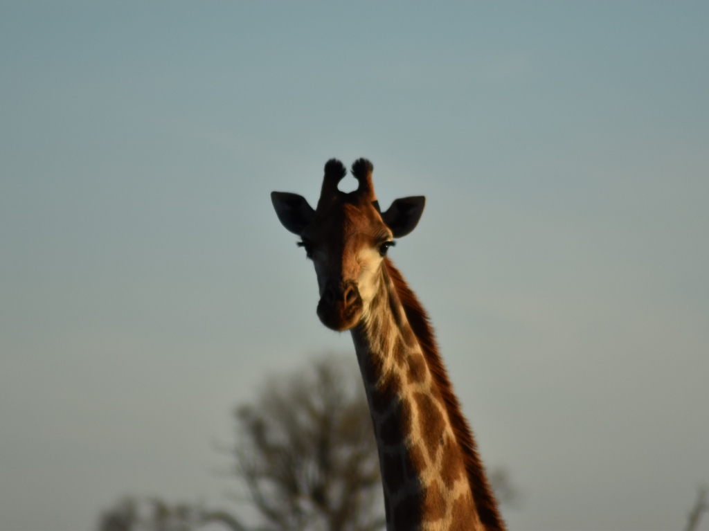 jirafa bebé en el zoológico mamá