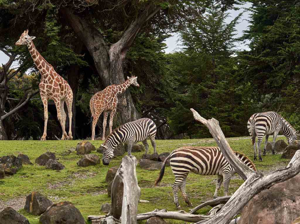 jirafa bebé en el zoológico nombres