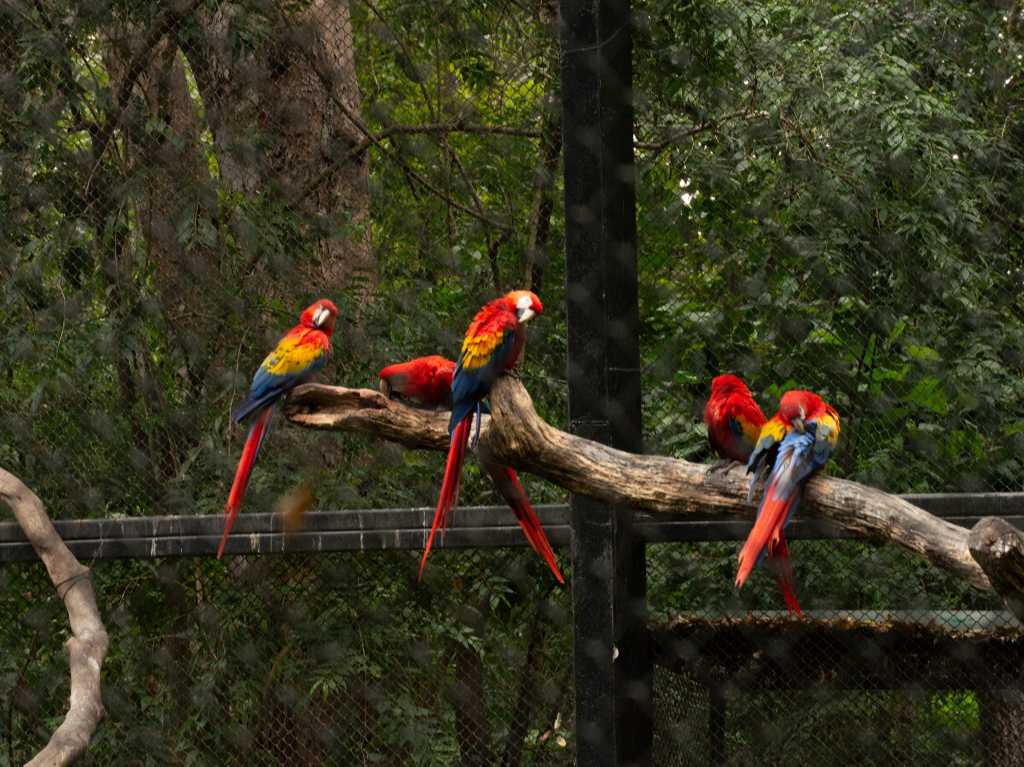 jirafa bebé en el zoológico pericos