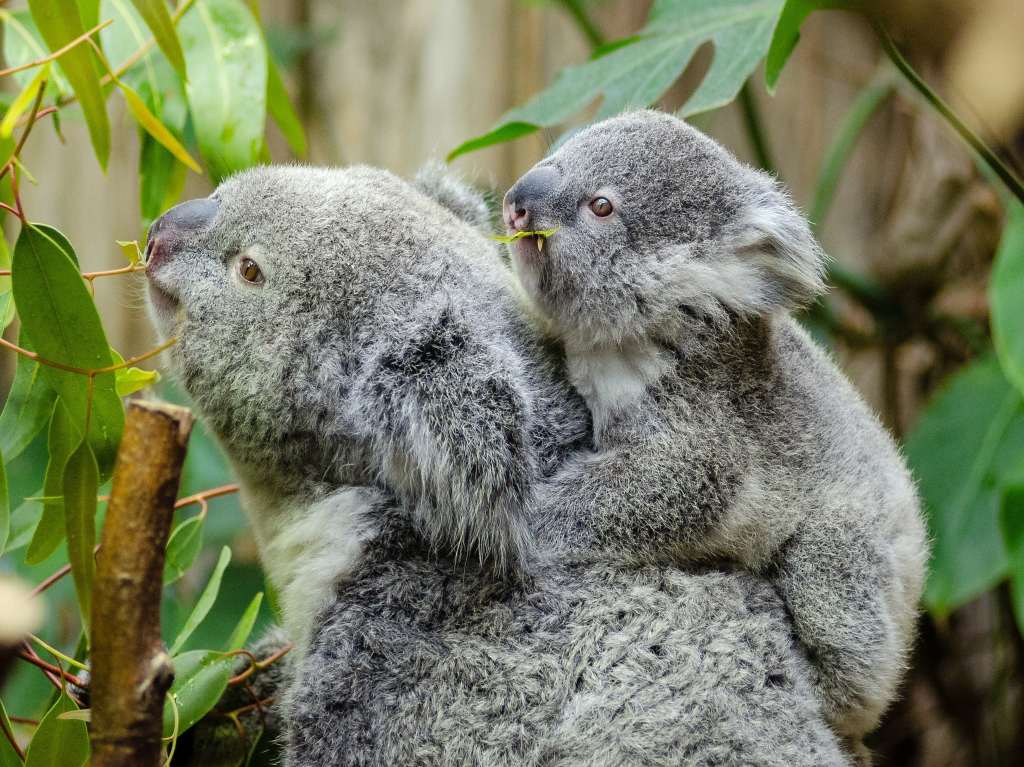 Zoológicos y acuarios en línea para visitar sin salir de casa