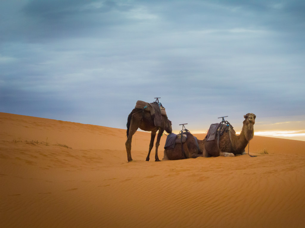 visitas virtuales por lugares históricos camellos