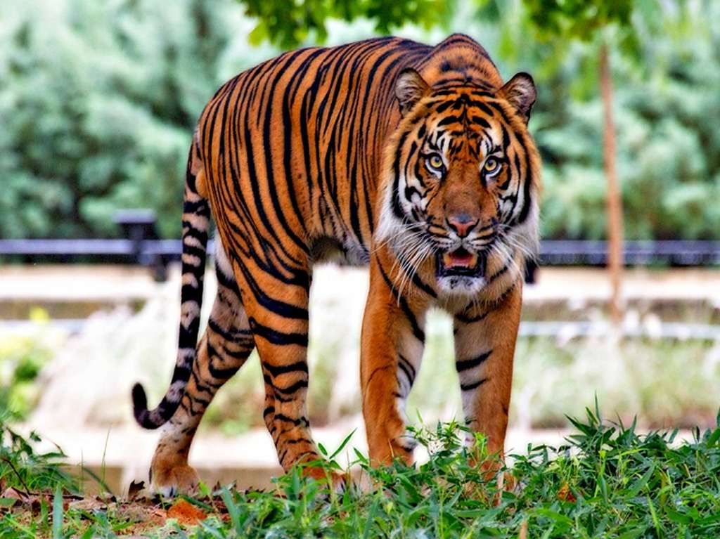 Zoológicos y acuarios en línea para visitar sin salir de casa 1