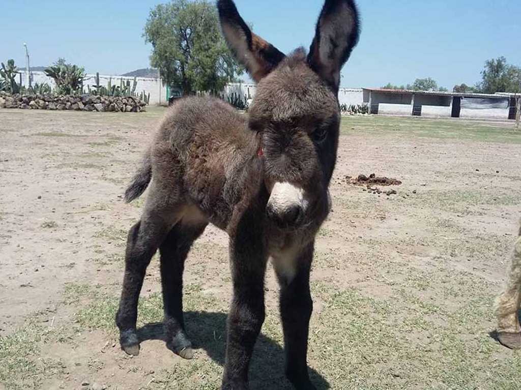 burrolandia burro gris