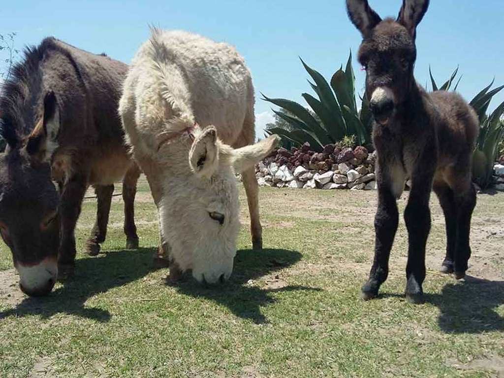 burrolandia transmisión online