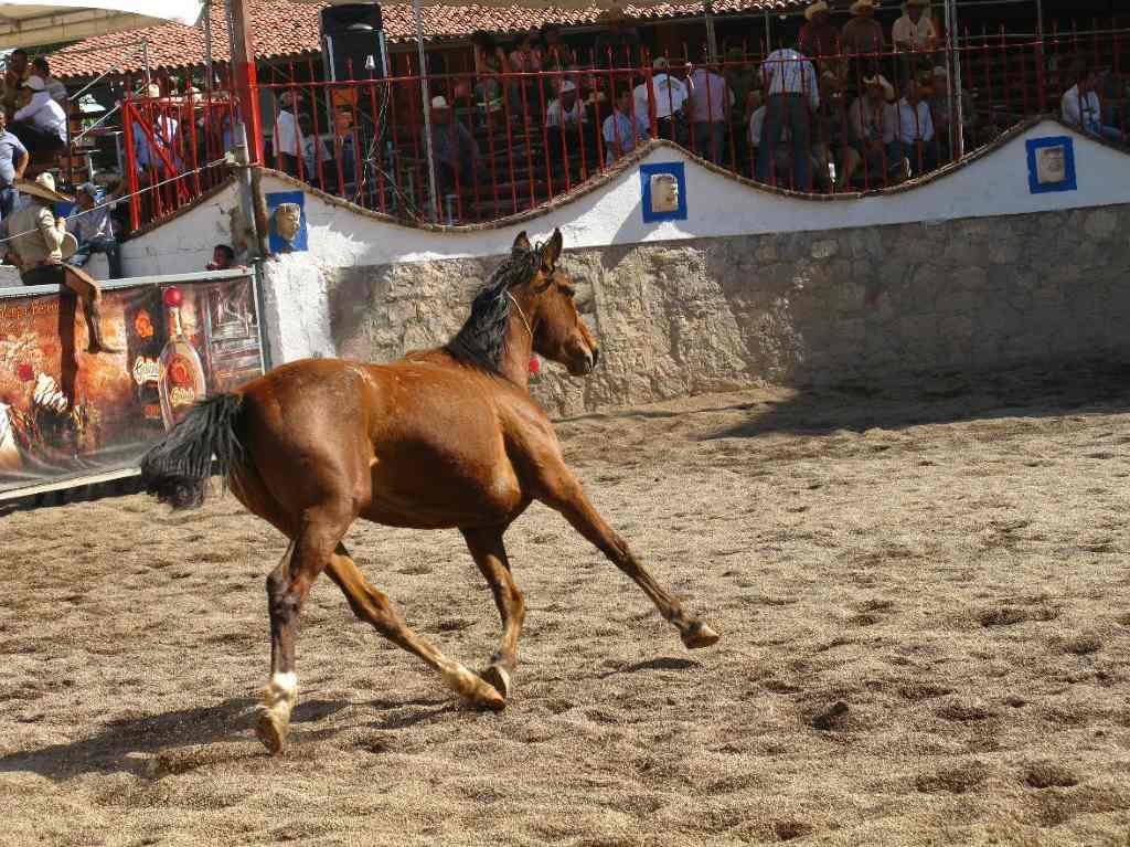 Feria Nacional de San Marcos caballo