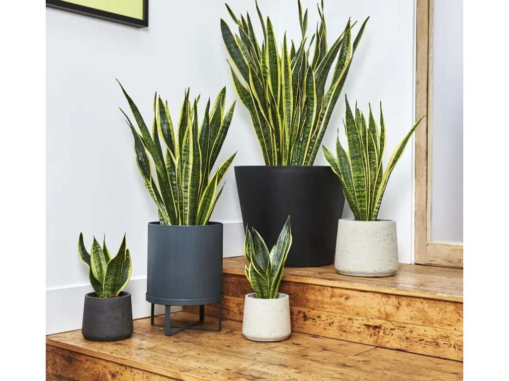 Plantas decorativas que purifican el ambiente