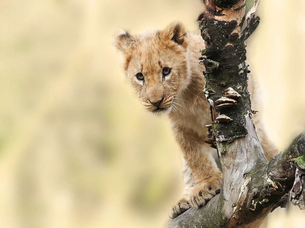 Ayuda al Bioparque Estrella a preservar su fauna