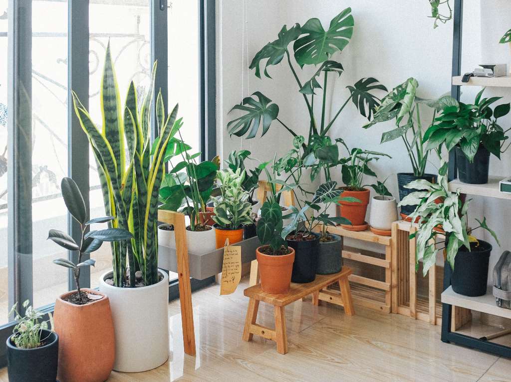 Plantas decorativas que purifican el ambiente