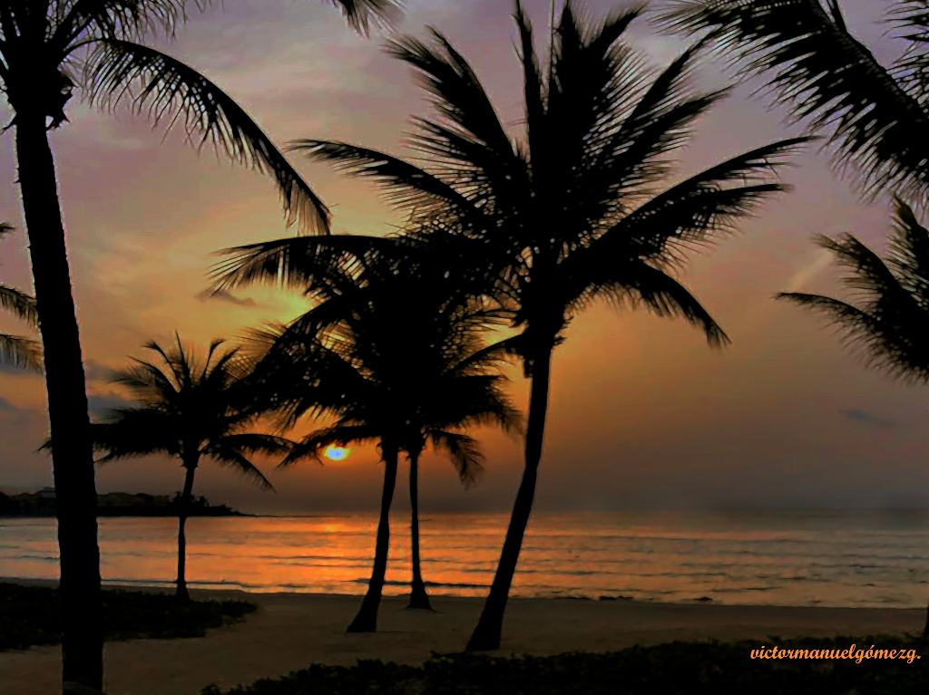 Playas de México cierran palmeras