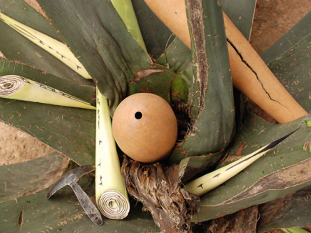 pulque a tu casa maguey